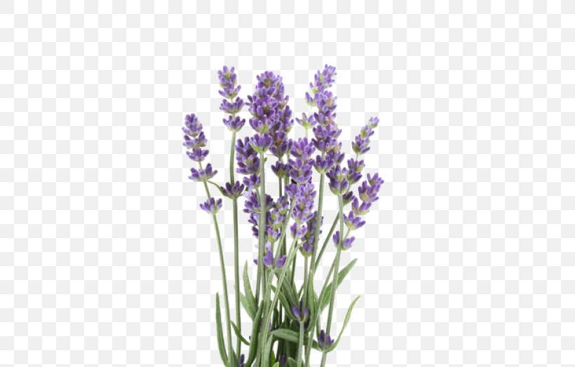 English Lavender Lavender Oil Stock Photography Lavandula Latifolia Royalty-free, PNG, 350x524px, English Lavender, Common Sage, Doterra, Essential Oil, Flower Download Free