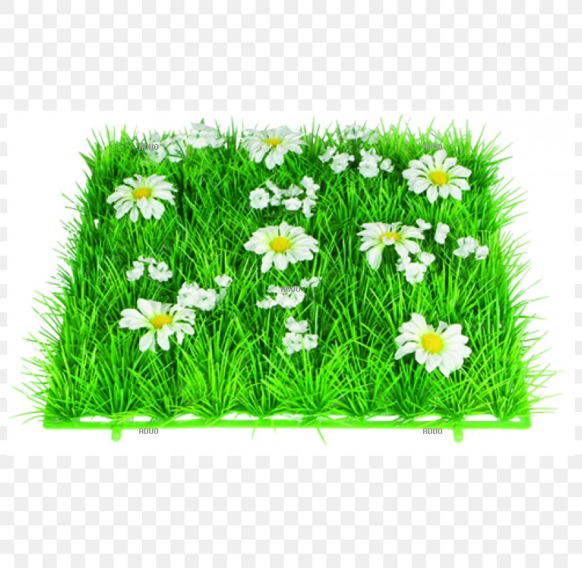 Lawn Grass Artificial Turf Grasmatte Groundcover, PNG, 800x800px, Lawn, Artificial Turf, Chamaemelum Nobile, Daisy, Flower Download Free