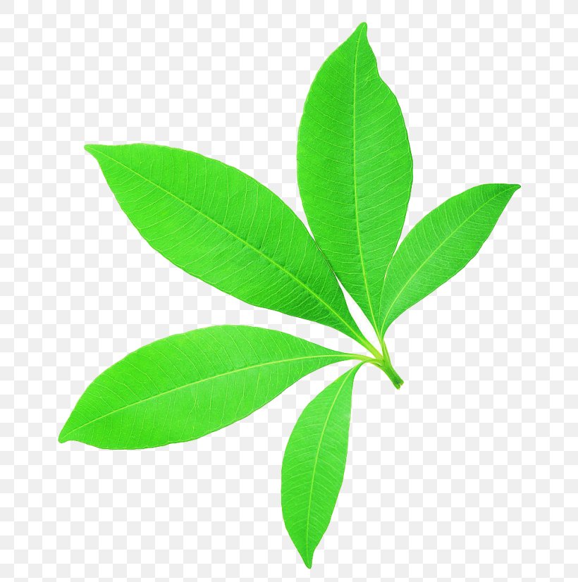 Maple Leaf Vascular Bundle Plant Stem Bladnerv, PNG, 700x826px, Leaf, Biological Specimen, Bladnerv, Deciduous, Herbalism Download Free