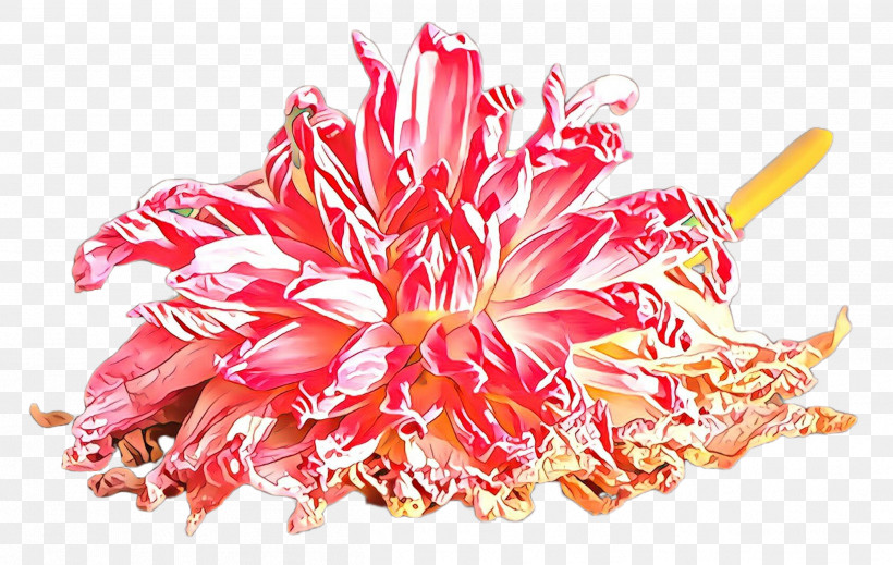 Pink Plant Flower Protea Family, PNG, 2512x1592px, Pink, Flower, Plant, Protea Family Download Free