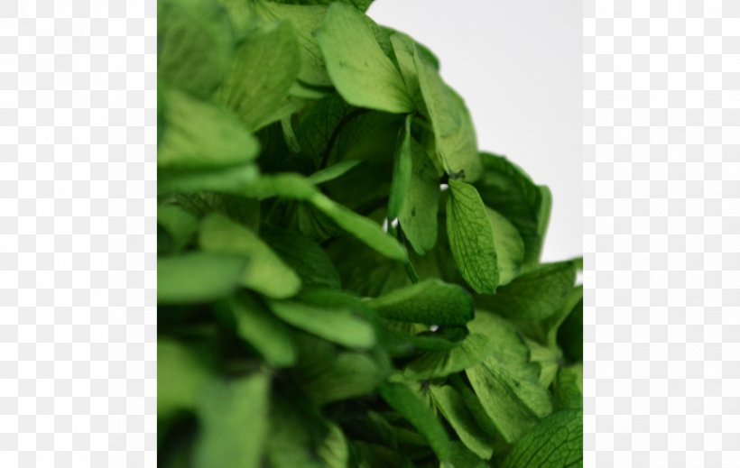 Spinach Herb, PNG, 863x547px, Spinach, Grass, Herb, Leaf, Leaf Vegetable Download Free