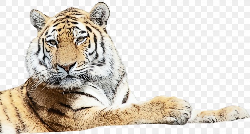 Tiger Bengal Tiger Wildlife Siberian Tiger Terrestrial Animal, PNG, 2724x1468px, Watercolor, Bengal Tiger, Big Cats, Paint, Siberian Tiger Download Free