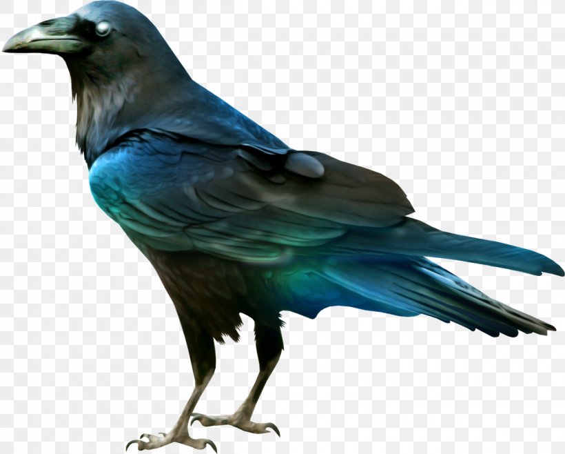 Crows Raven Bird, PNG, 1200x964px, Crows, American Crow, Beak, Bird, Blue Jay Download Free