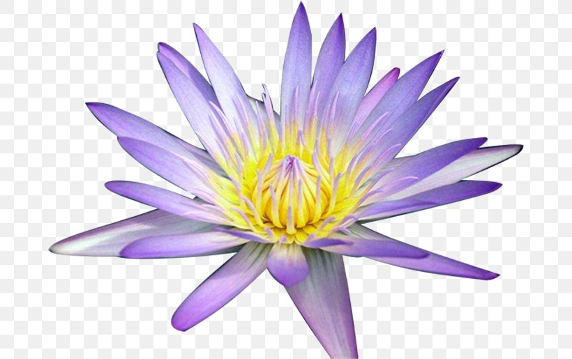 Nelumbo Nucifera Yellow Lotus Lotus Seed Lotus Effect, PNG, 682x515px, Nelumbo Nucifera, Animaatio, Aquatic Plant, Aquatic Plants, Aster Download Free