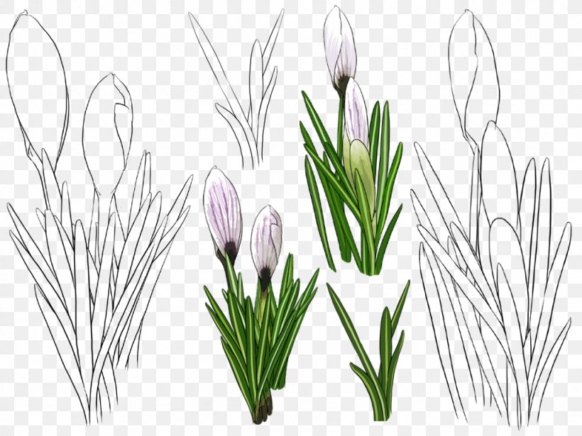 Tulip Flower, PNG, 1024x768px, Tulip, Crocus, Cut Flowers, Floral Design, Floristry Download Free