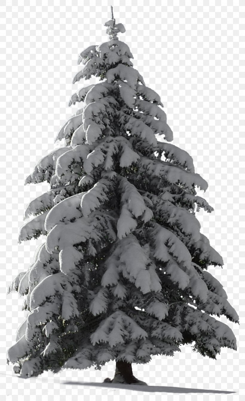 Christmas Tree Snow, PNG, 900x1471px, Christmas Tree, Artificial Christmas Tree, Black And White, Christmas, Christmas Decoration Download Free