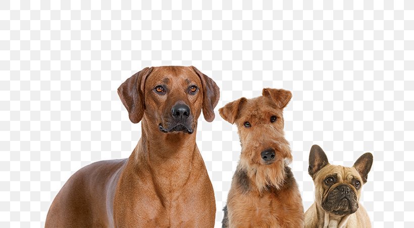 Dog Breed Rhodesian Ridgeback Dog Food Companion Dog Royal Canin, PNG, 674x453px, Dog Breed, Adult, Breed, Chewy, Companion Dog Download Free