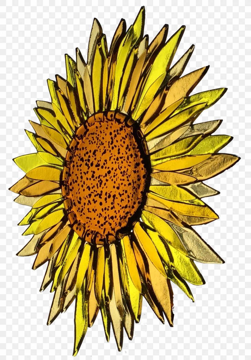 Fused Glass Common Sunflower Glass Fusing Glass Art Slumping, PNG, 1116x1600px, Fused Glass, Art, Common Sunflower, Cut Flowers, Daisy Family Download Free