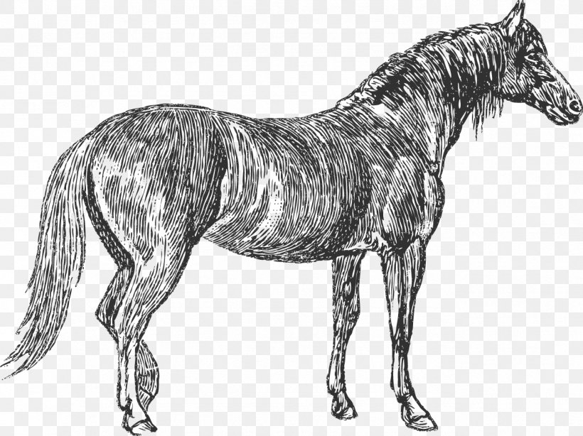 Mule Mane Mustang Russian Heavy Draft Stallion, PNG, 1287x965px, Mule, Animal Figure, Black And White, Bridle, Colt Download Free