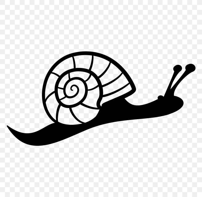 Sea Snail Molluscs, PNG, 800x800px, Snail, Animal, Artwork, Black And White, Cartoon Download Free