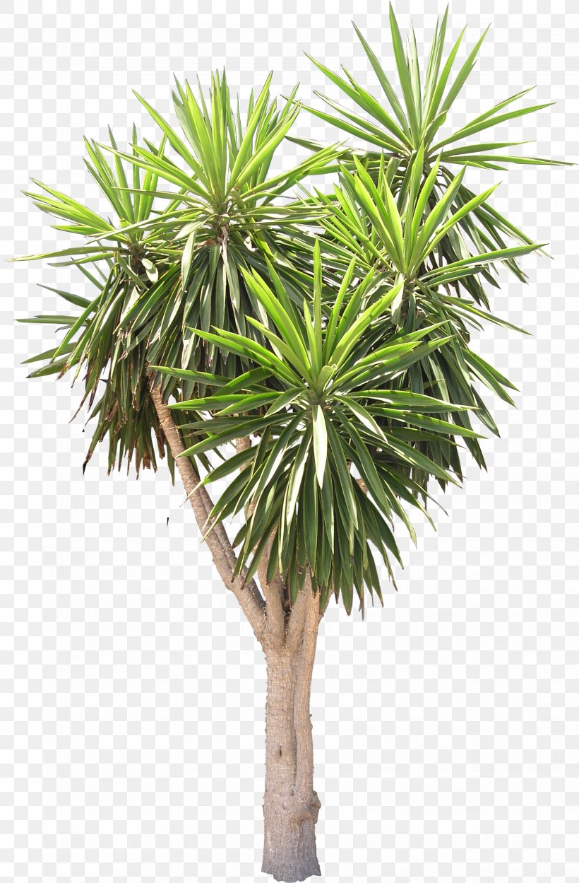 Spineless Yucca Arecaceae Tree Plant Texture Mapping, PNG, 1647x2509px, 3d Computer Graphics, Spineless Yucca, Arecaceae, Arecales, Asian Palmyra Palm Download Free
