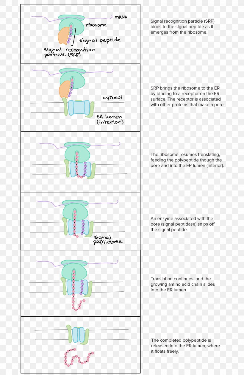 Translation Amino Acid Protein Biosynthesis Cell, PNG, 2212x3400px, Translation, Acid, Amino Acid, Area, Article Download Free