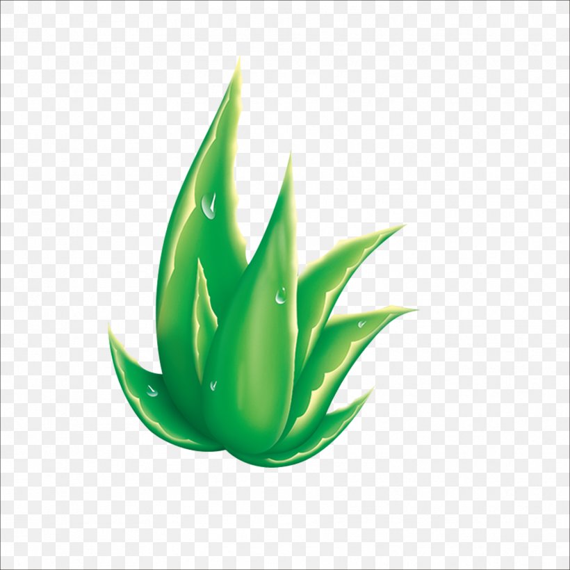 Aloe Raster Graphics, PNG, 1773x1773px, Aloe, Advertising, Agave, Element, Fundal Download Free