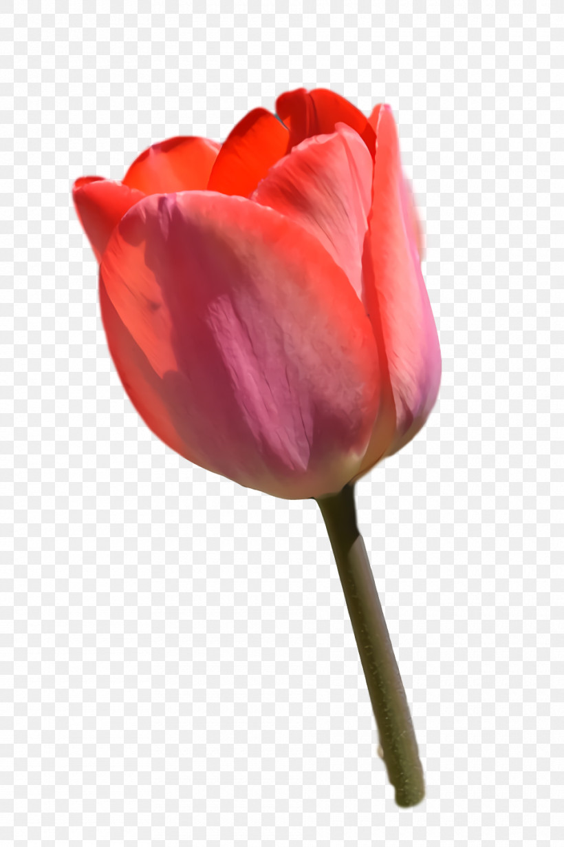 Garden Roses, PNG, 960x1440px, Tulip, Biology, Closeup, Cut Flowers, Flower Download Free