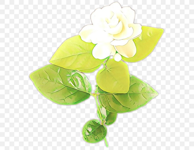 Green Flower Leaf Petal Plant, PNG, 600x636px, Cartoon, Anthurium, Cut Flowers, Flower, Green Download Free