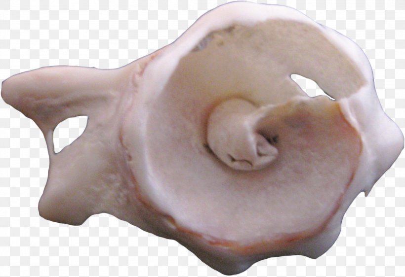 Pigs Ear Shankha Conch, PNG, 2128x1459px, Pigs Ear, Alien, Artifact, Biology, Conch Download Free