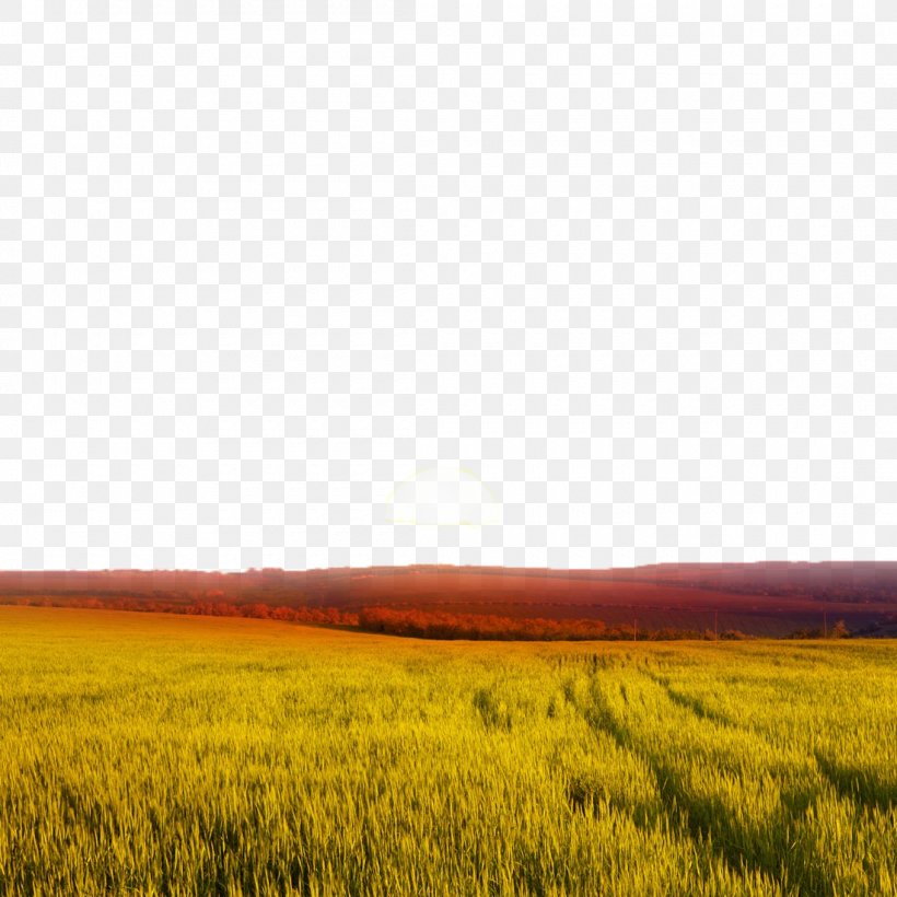 Sunset Wheat Landscape, PNG, 1100x1100px, Sunset, Afterglow, Crop, Ecoregion, Ecosystem Download Free