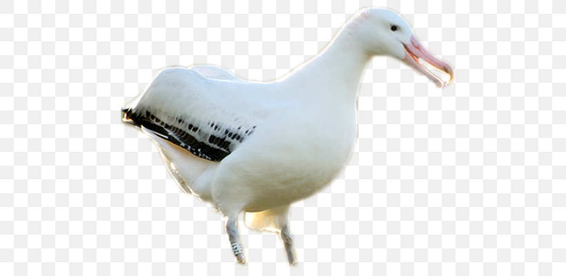 European Herring Gull, PNG, 700x400px, European Herring Gull, Albatross, Anatidae, Animal, Beak Download Free
