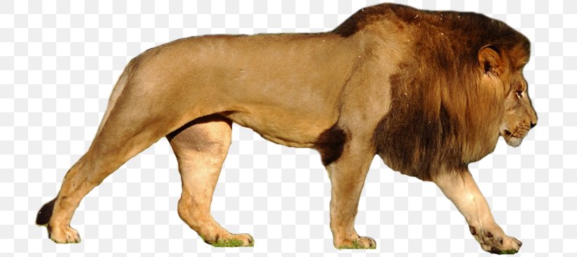 Felidae Lion & Tiger Bear, PNG, 730x366px, Felidae, Animal Figure, Bear, Big Cats, Carnivoran Download Free