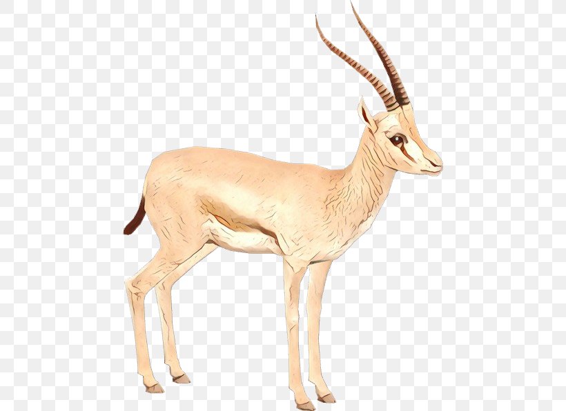 Gemsbok Springbok Impala Gazelle Fauna, PNG, 596x596px, Gemsbok, Animal, Antelope, Chevrolet Impala, Cowgoat Family Download Free