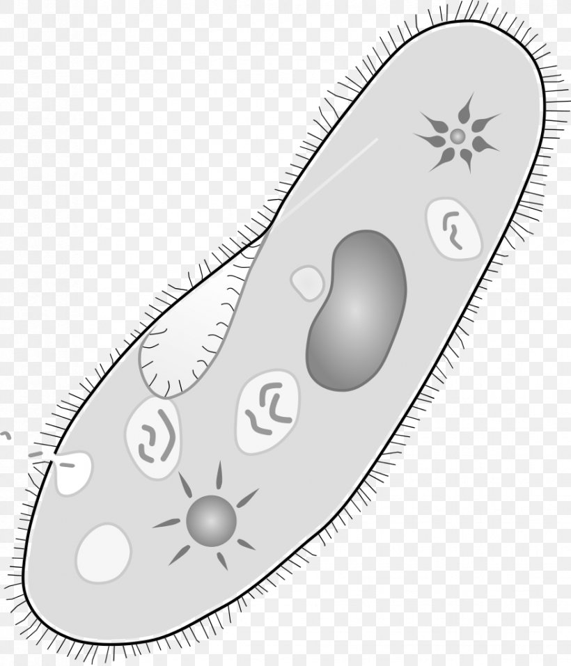 Paramecium Caudatum Protozoa Unicellular Organism Amoeba Vacuole, PNG, 877x1024px, Paramecium Caudatum, Amoeba, Biology, Drawing, Entamoeba Histolytica Download Free