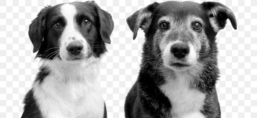 Dog Breed Creativity Information Privacy Companion Dog, PNG, 694x378px, Dog Breed, Afacere, Black And White, Breed, Compact Disc Download Free