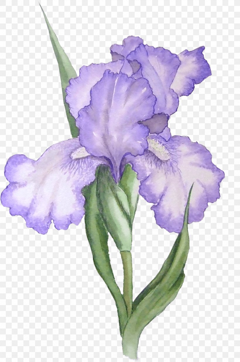 Iris Versicolor Iris Pseudacorus Flower Clip Art, PNG, 1235x1859px, Iris Versicolor, Cut Flowers, Flower, Flowering Plant, Iris Download Free