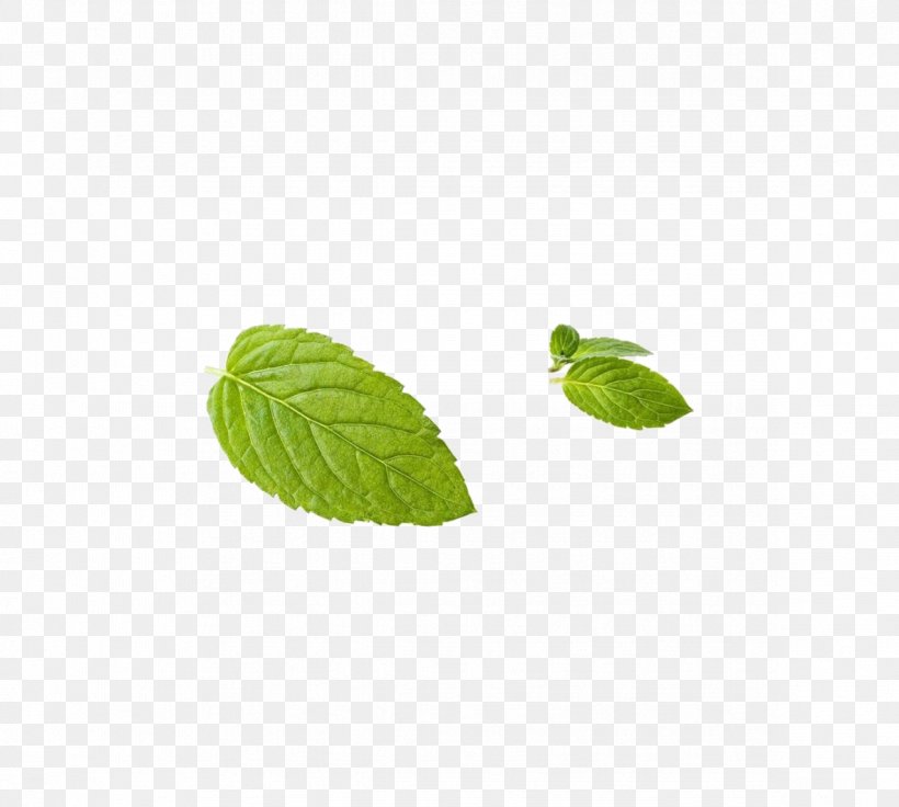 Leaf Peppermint Green, PNG, 1183x1063px, Leaf, Google Images, Grass, Green, Mint Download Free