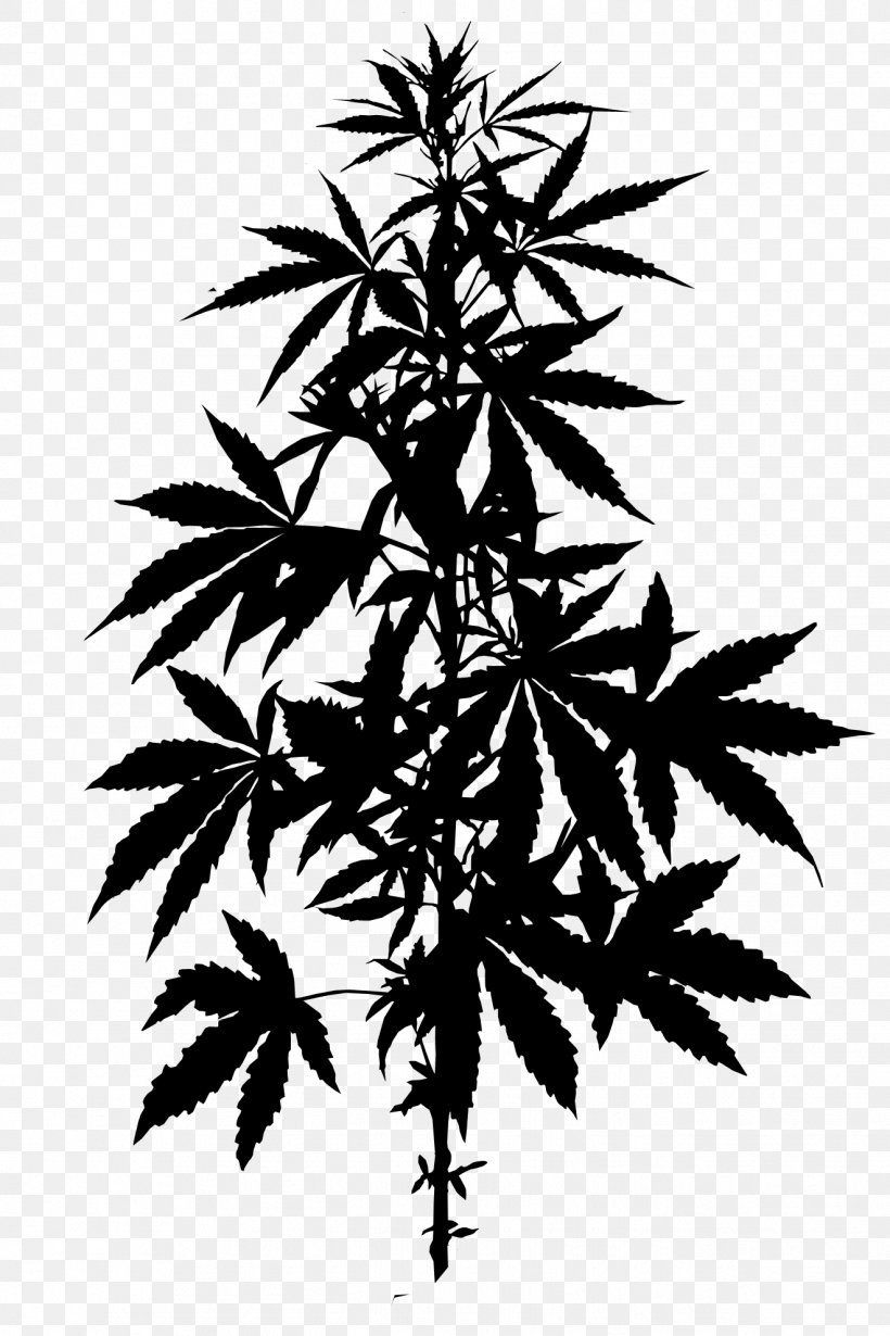 Legality Of Cannabis Hemp Marijuana Medical Cannabis, PNG, 1322x1984px, Cannabis, Blackandwhite, Branch, Cannabidiol, Cannabis Cultivation Download Free