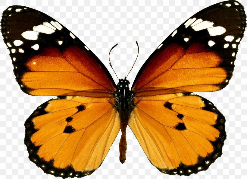 Monarch Butterfly Danaus Chrysippus 123 Kids Fun FLASHCARDS, PNG, 2732x1978px, Butterfly, Arthropod, Brush Footed Butterfly, Colias, Danaus Chrysippus Download Free