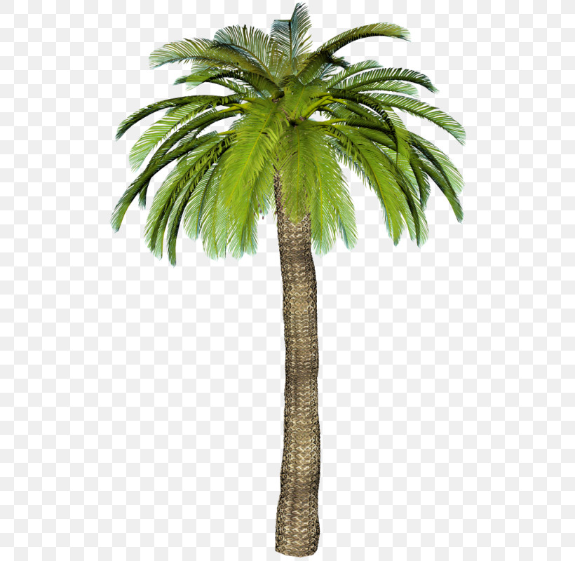 Palm Tree, PNG, 552x800px, Tree, Arecales, Attalea Speciosa, Coconut, Date Palm Download Free