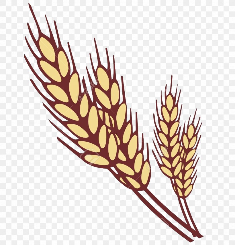 Wheat, PNG, 1244x1300px, Plant, Elymus Repens, Flower, Food Grain, Grass Family Download Free