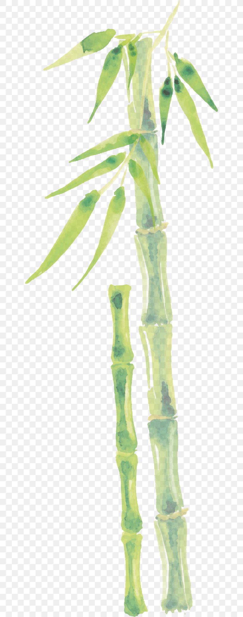 Bamboo Drawing Bamboe, PNG, 652x2078px, Bamboo, Bamboe, Branch, Drawing, Flowerpot Download Free