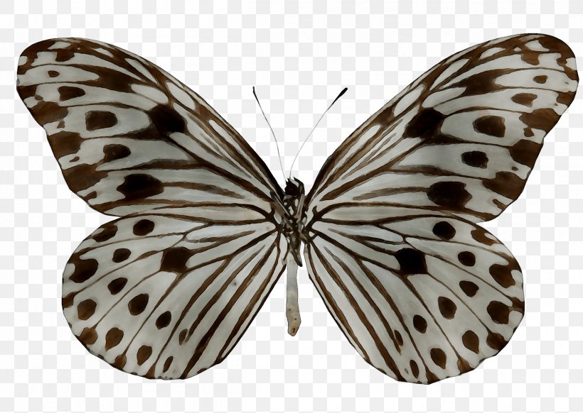 Milkweed Butterflies Glassy Tigers Ideopsis Gaura Borboleta Monarch Butterfly, PNG, 2413x1714px, Milkweed Butterflies, Arthropod, Blackandwhite, Borboleta, Brushfooted Butterflies Download Free