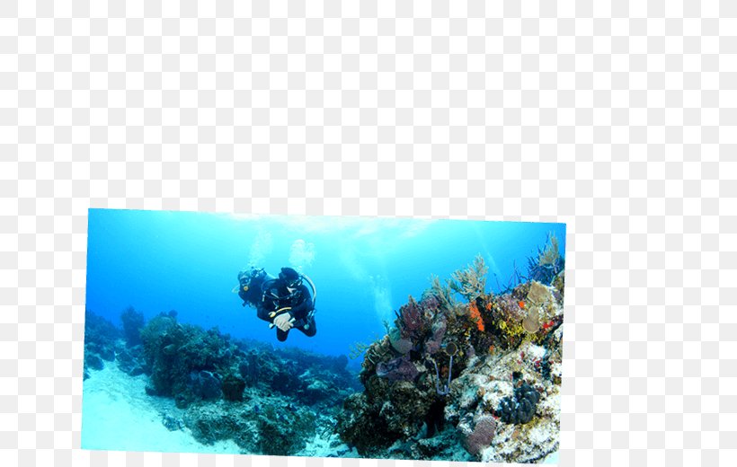 Playa Del Carmen Cozumel Caribbean Coral Reef Underwater Diving, PNG, 650x520px, Playa Del Carmen, Caribbean, Coral, Coral Reef, Coral Reef Fish Download Free