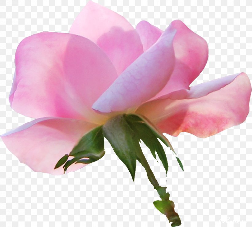 Garden Roses China Rose Cabbage Rose Flower Clip Art, PNG, 875x788px, Garden Roses, Bud, Cabbage Rose, China Rose, Cut Flowers Download Free