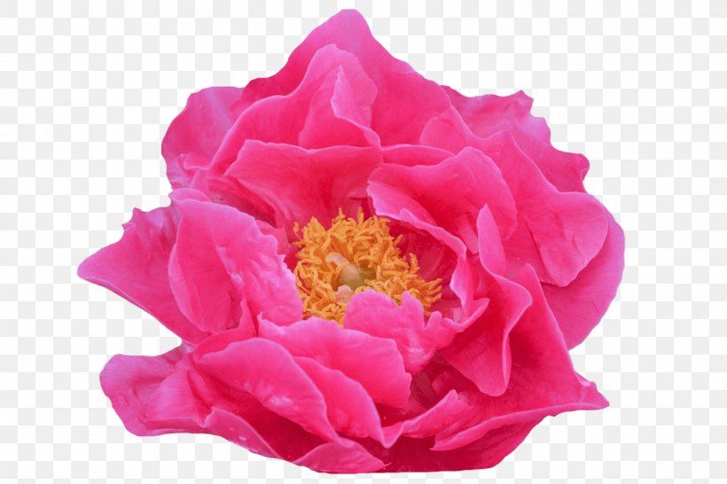 Garden Roses Peony Floribunda Walters Gardens, Inc., PNG, 1500x1000px, Garden Roses, Annual Plant, Cabbage Rose, China Rose, Cut Flowers Download Free