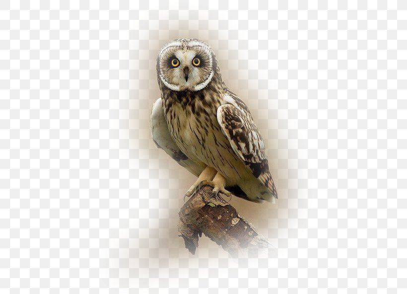 Great Grey Owl Bird Tawny Owl Short-eared Owl, PNG, 438x592px, Great Grey Owl, Animal, Barred Owl, Beak, Bird Download Free