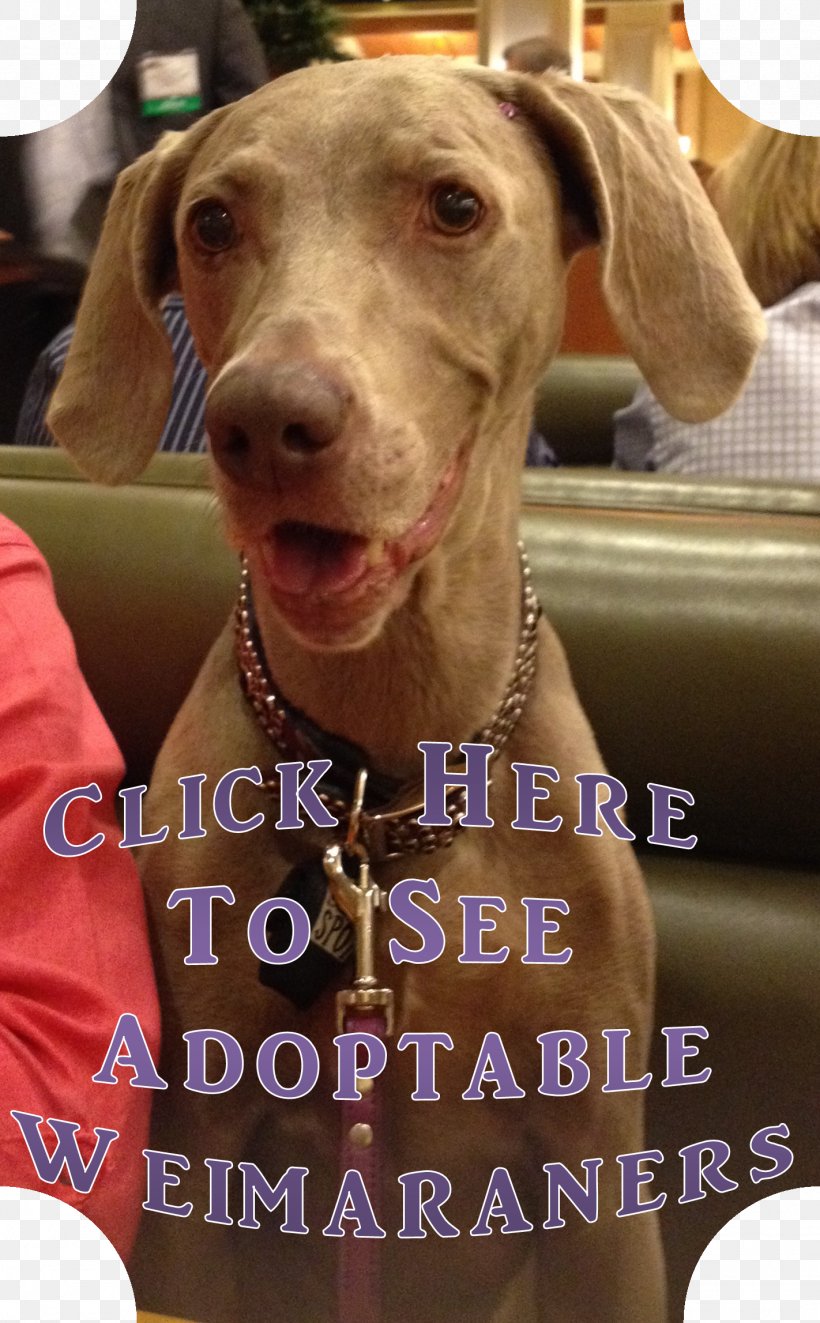 The Weimaraner Dog Breed Puppy Sporting Group, PNG, 1422x2295px, Weimaraner, American Kennel Club, Animal Rescue Group, Breed, Breed Standard Download Free