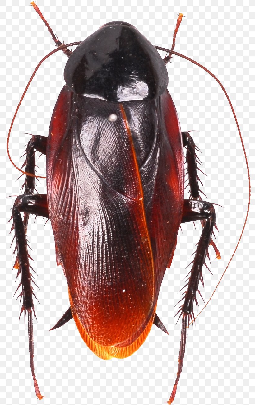American Cockroach Insect German Cockroach Florida Woods Cockroach, PNG, 795x1302px, Cockroach, American Cockroach, Arthropod, Australian Cockroach, Beetle Download Free