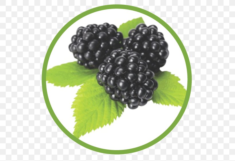 Boysenberry Red Mulberry Superfood Blackberry, PNG, 562x562px, Boysenberry, Berry, Blackberry, Food, Fruit Download Free