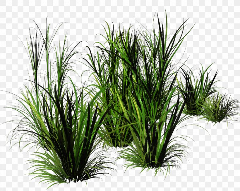 Bunch Grass, PNG, 1280x1019px, Lawn, Arecales, Depositfiles, Grass, Grass Family Download Free