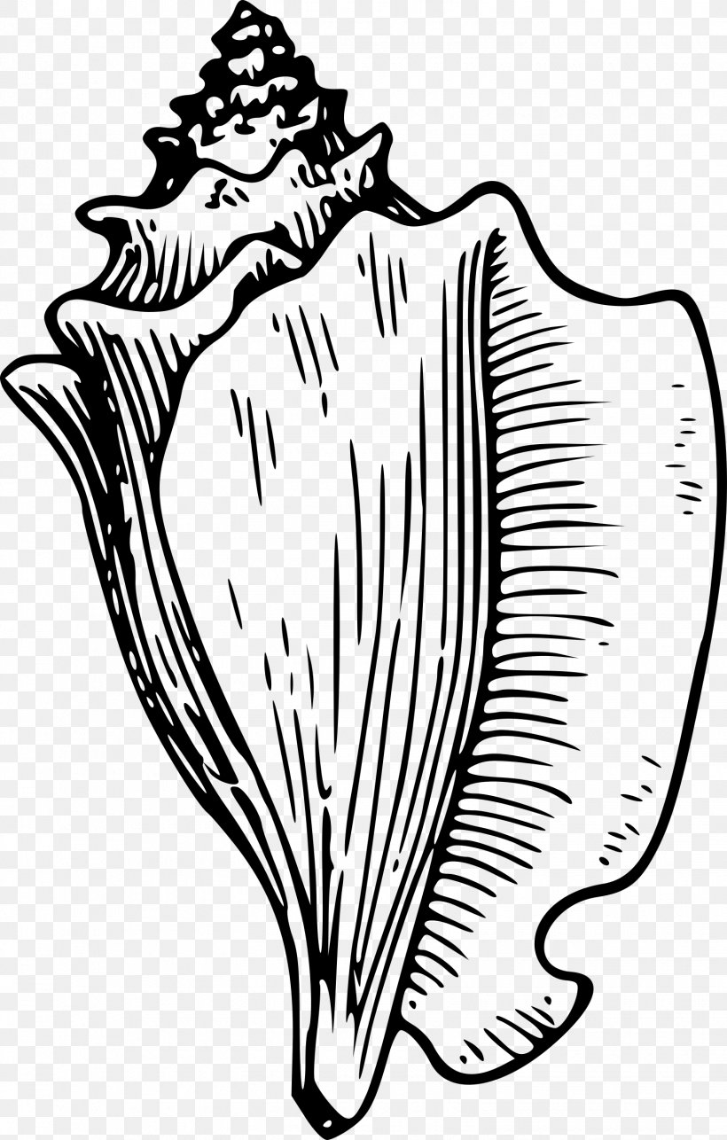 Conch Seashell Drawing Clip Art, PNG, 1530x2400px, Watercolor, Cartoon, Flower, Frame, Heart Download Free