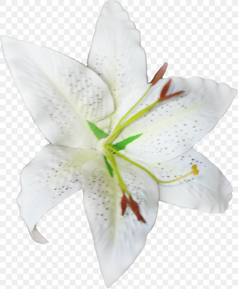 Cut Flowers Petal Lily M, PNG, 991x1200px, Cut Flowers, Flower, Flowering Plant, Lily, Lily M Download Free