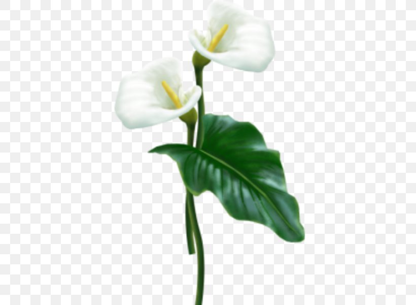 Flower Arum-lily Clip Art, PNG, 424x600px, Flower, Alismatales, Animaatio, Arum, Arum Lilies Download Free