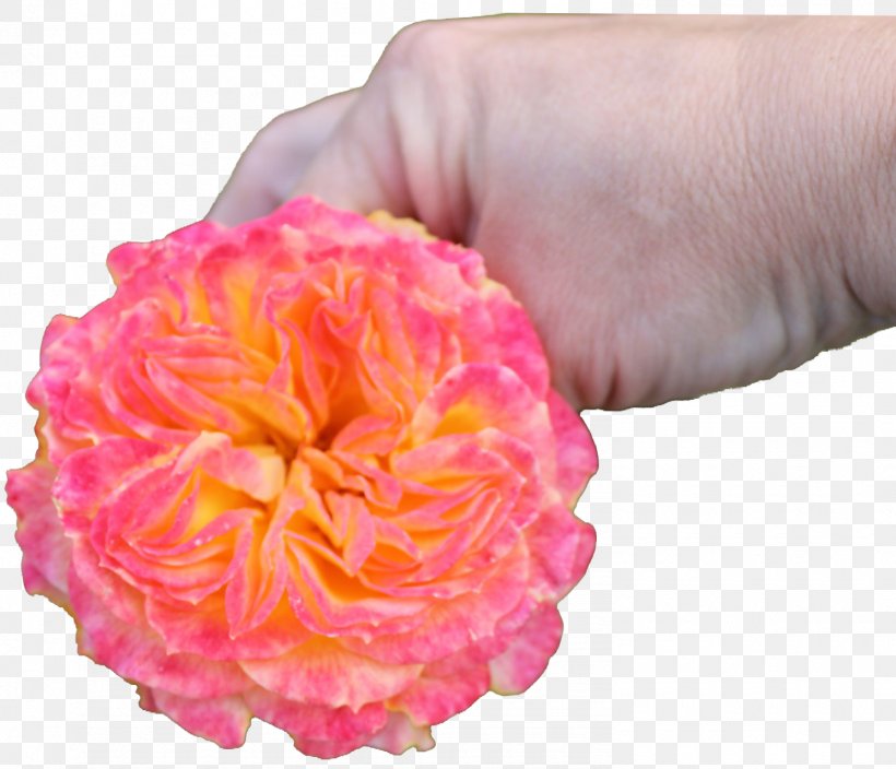 Garden Roses Floribunda Cultivar Pink, PNG, 1490x1281px, Rose, Aretus, Aroma, Blossom, Cultivar Download Free