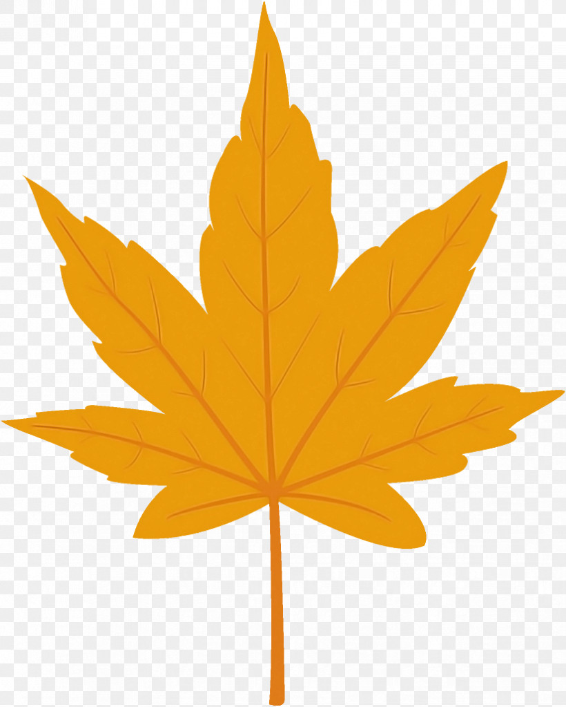 Maple Leaf Autumn Leaf Yellow Leaf, PNG, 824x1028px, Maple Leaf, Autumn Leaf, Black Maple, Deciduous, Flower Download Free