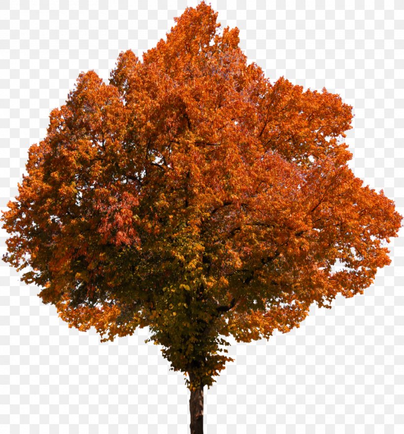 Fall Tree Image Autumn, PNG, 960x1031px, Fall Tree, Autumn, Autumn Leaf Color, Deciduous, Flower Download Free
