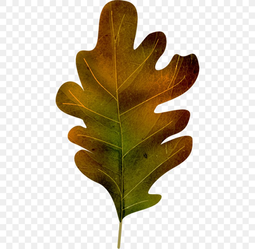 Autumn Car Leaf Oak, PNG, 462x800px, Autumn, Acorn, Car, Leaf, Oak Download Free