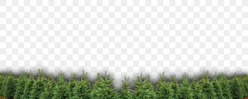 Crop Lawn Meadow Plantation Tree, PNG, 1920x770px, Crop, Agriculture, Family, Field, Grass Download Free